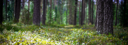 Ecology background wild