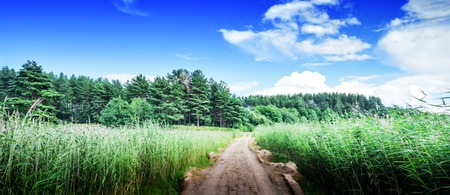 Rural road in field. Summer trip backgroundの写真素材
