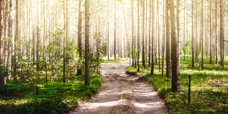 Summer road. Forest day green landscape backgroundの写真素材