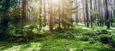 Wild trees in forest. Summer green landscapeの写真素材