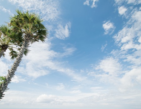 Tropical palms and cloudy sky. Summer weatherの写真素材