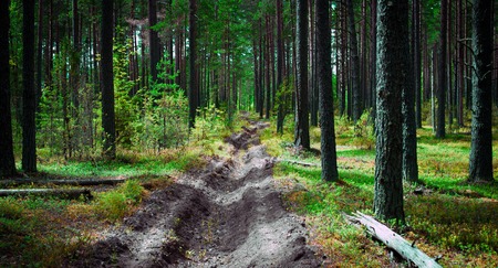 Wild forest panorama. Ecology summer beautiful backgroundの写真素材