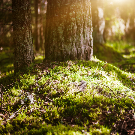 Forest blur light sun rays. Green panorama