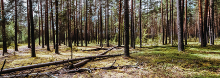 Wild trees in forest. Summer green landscape