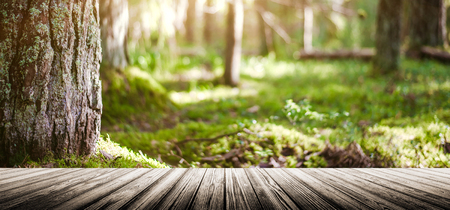 Bokeh in forest. Beautiful green blur backgroundの写真素材