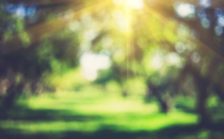 Green nature outdoor. Summer blur bokeh backgroundの写真素材