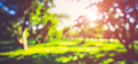 Spring sunlight blur background. Abstract nature landscapeの写真素材