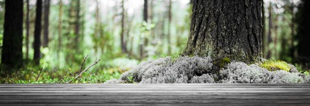 Forest bokeh background. Summer beautiful morning landscapeの写真素材