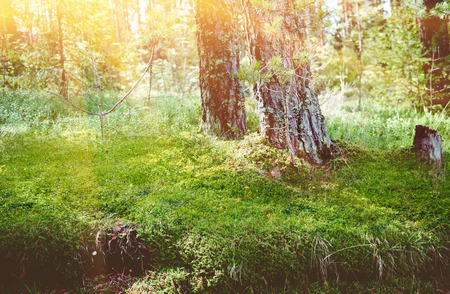 Forest nature background. Summer day clear landscapeの写真素材