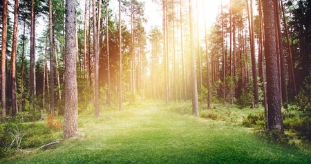 Forest nature sunshine. Summer day clear landscapeの写真素材