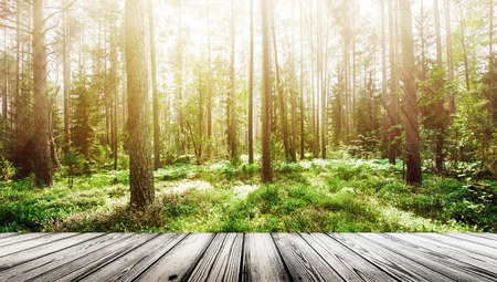 Summer forest sunrise. Plants and trees backgroundの写真素材