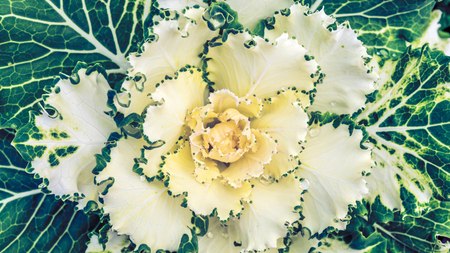 Natural flower. Countryside garden blossoming grow up
