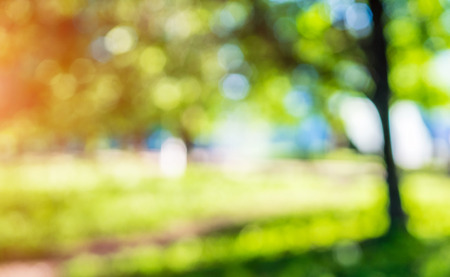 Green park blur bokeh. Nature macro backgroundの写真素材