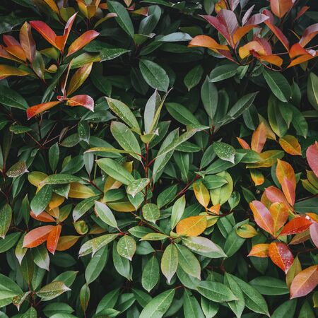 Tropical plant leaves. Macro closeup square backgroundの写真素材