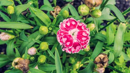 Natural flower. Countryside garden blossoming grow upの写真素材