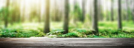 Wild trees in forest. Summer green landscape