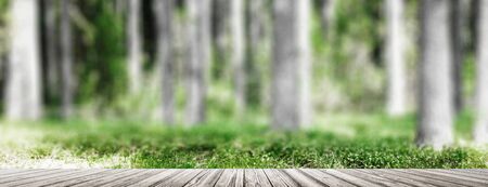 Ecology background. Clear wild forest summer panorama