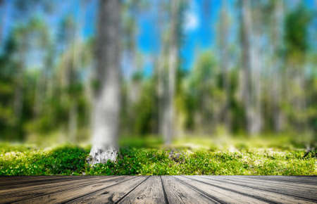 Plants and trees background. Summer forest jungle