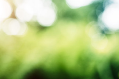 Blur bokeh macro background. Green park landscapeの写真素材