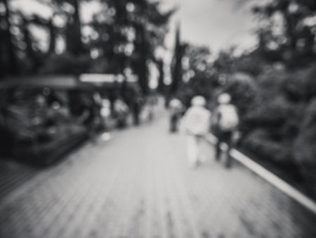 Tropical summer park black and whiteの写真素材