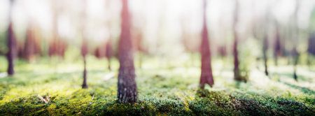 Forest blur panorama. Beautiful green landscape nature backgroundの写真素材