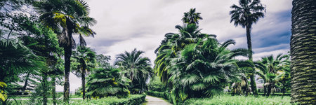 Palms botanical garden. Summer tropical natural backgroundの写真素材