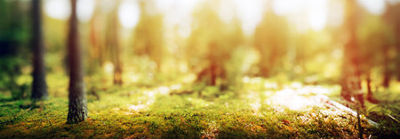 Forest bokeh nature background. Trees and plants panorama