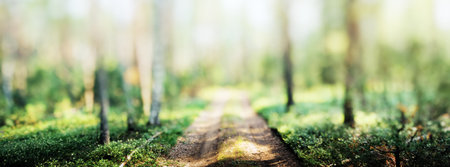 Forest bokeh panorama - beautiful green grass landscape