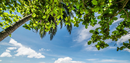 Tropical palms and cloudy sky. Summer weatherの写真素材