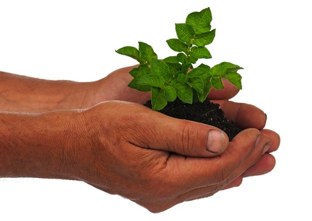 Young potato plant in man hands isolated on white backgroundの写真素材