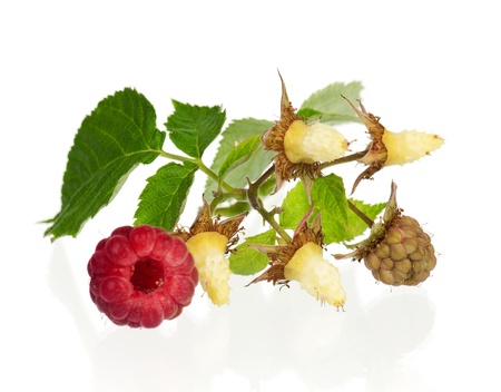 Ripe raspberriesの写真素材