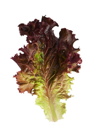 Lettuce leafの写真素材