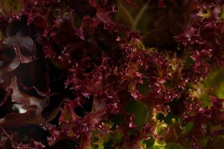 Lollo Rosso lettuceの写真素材