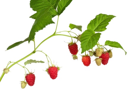 Ripe raspberryの写真素材