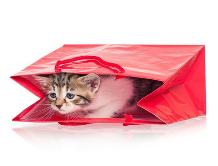 Little kittenの写真素材