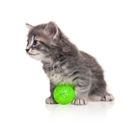 Little kittenの写真素材