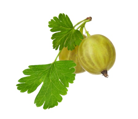 Ripe gooseberriesの写真素材