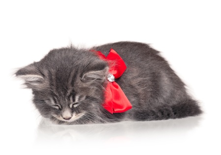 Cute kittenの写真素材