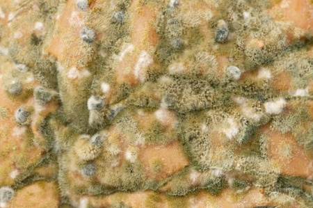 Vile moldの写真素材