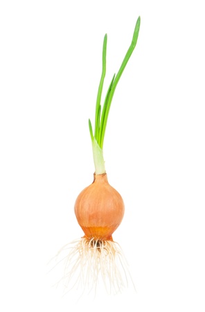 Germinated onionの写真素材