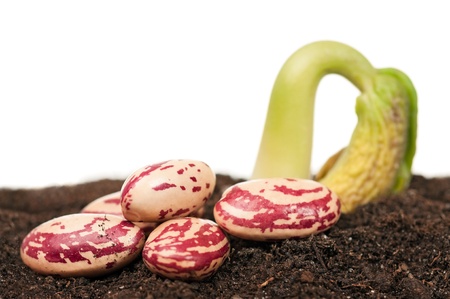 Haricot sprout