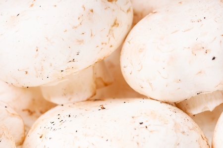 White champignonsの写真素材
