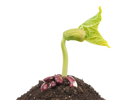 Haricot sprout