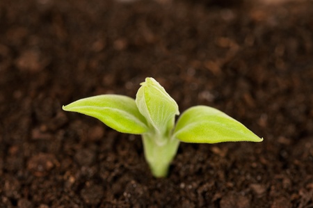 Young brairdの写真素材