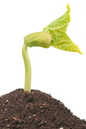 Haricot sproutの写真素材