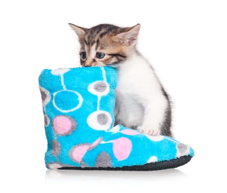 Cute kittenの写真素材