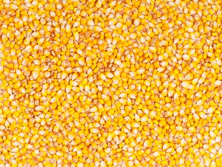 Background of the raw yellow corn grains close-upの写真素材