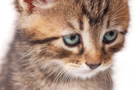 Cute small kitten looks guilty over white background close-upの写真素材