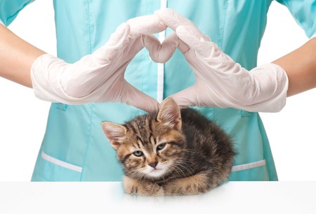 Small lovely kitten on survey at the veterinarian over white backgroundの写真素材