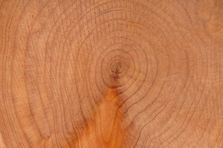 Close up of annual rings on a tree trunk saw cut